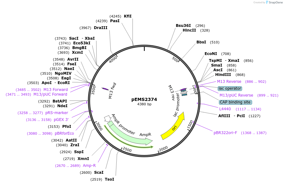 225631-plasmid-map-sequence-id-445479