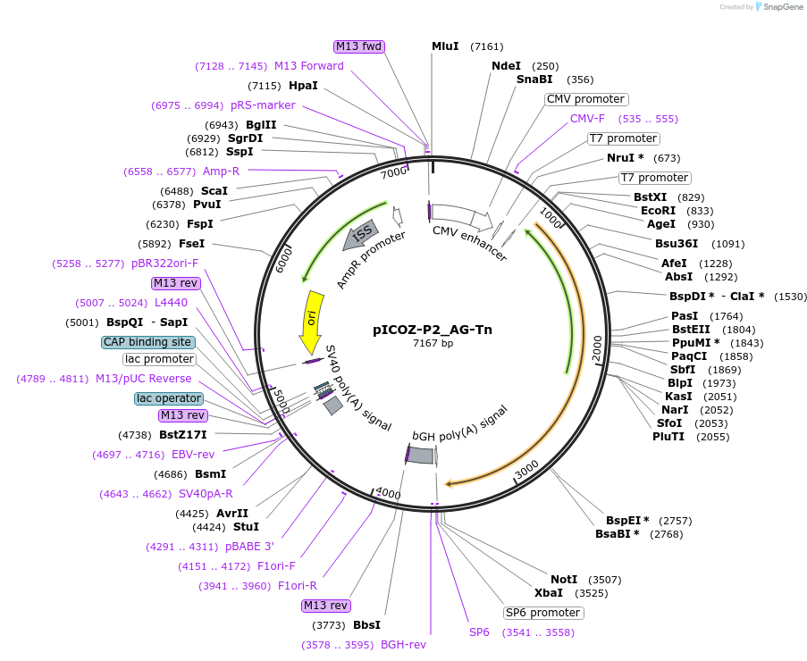 217128-plasmid-map-sequence-id-445480