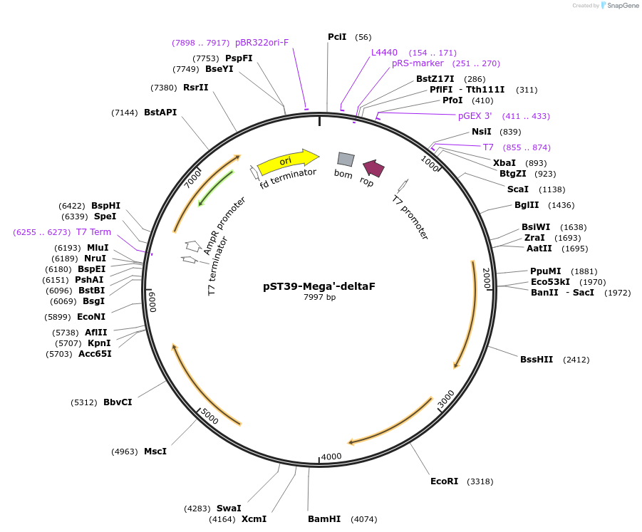 216882-plasmid-map-sequence-id-445482