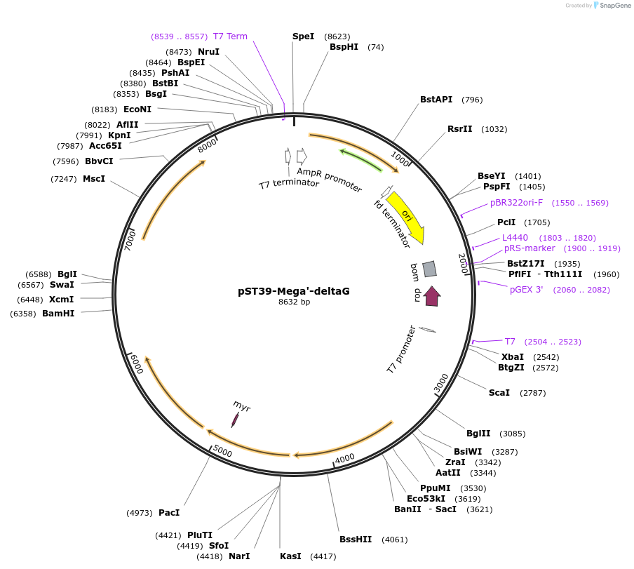 216883-plasmid-map-sequence-id-445484
