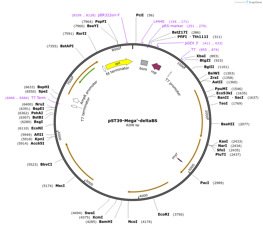 216895-plasmid-map-sequence-id-445529