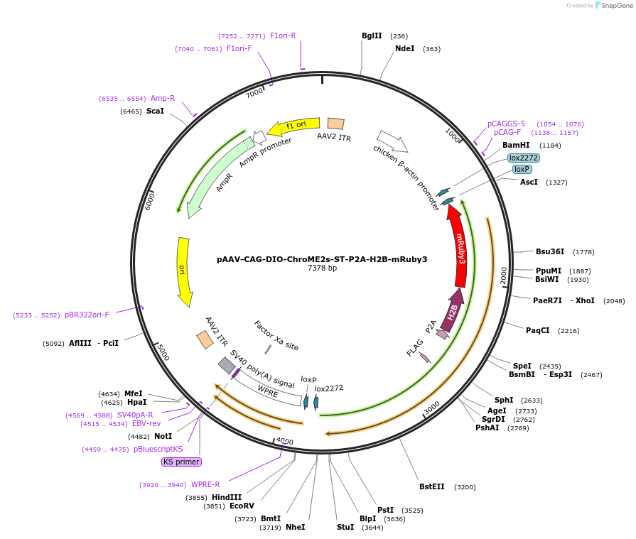 170163-plasmid-map-sequence-id-445530