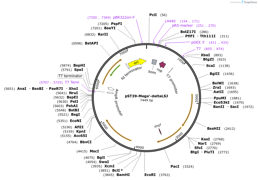 216958-plasmid-map-sequence-id-445540