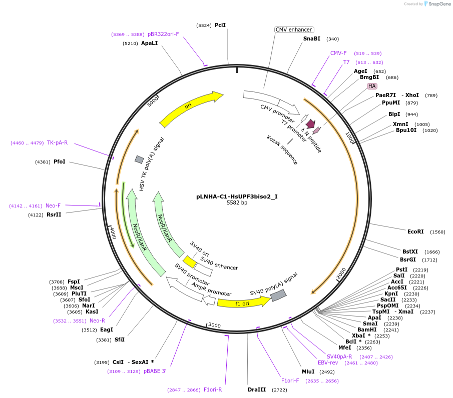 146568-plasmid-map-sequence-id-445541