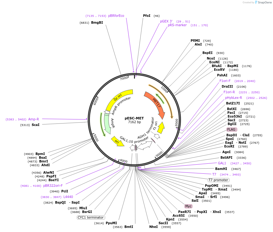 222482-plasmid-map-sequence-id-445552