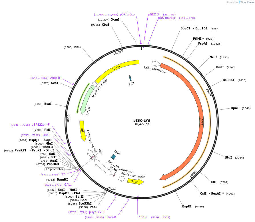 222483-plasmid-map-sequence-id-445553