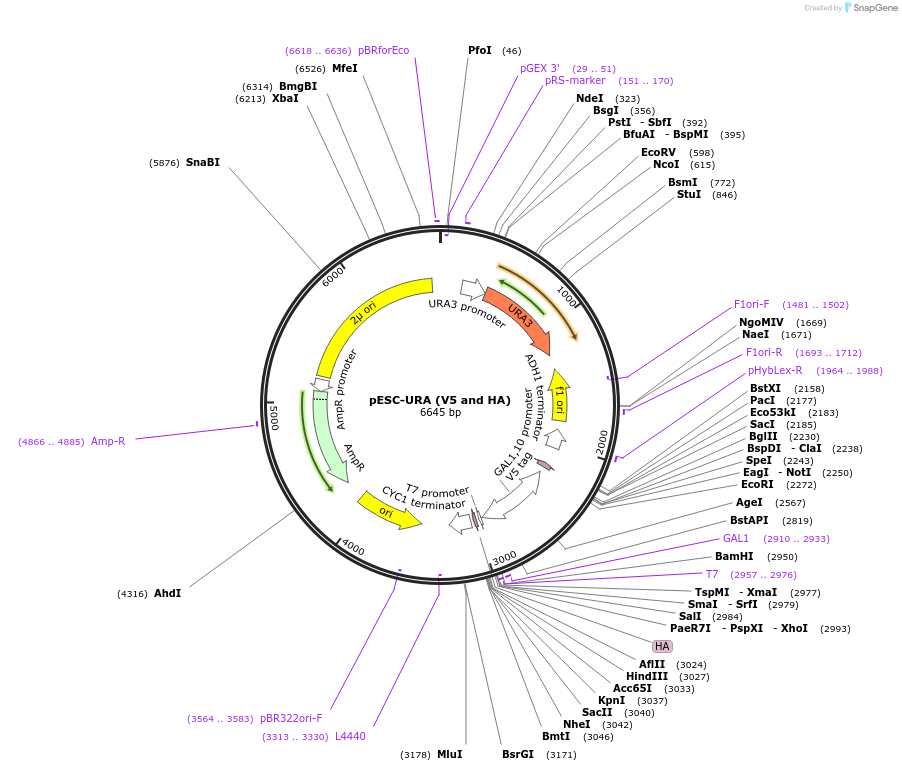 222485-plasmid-map-sequence-id-445555