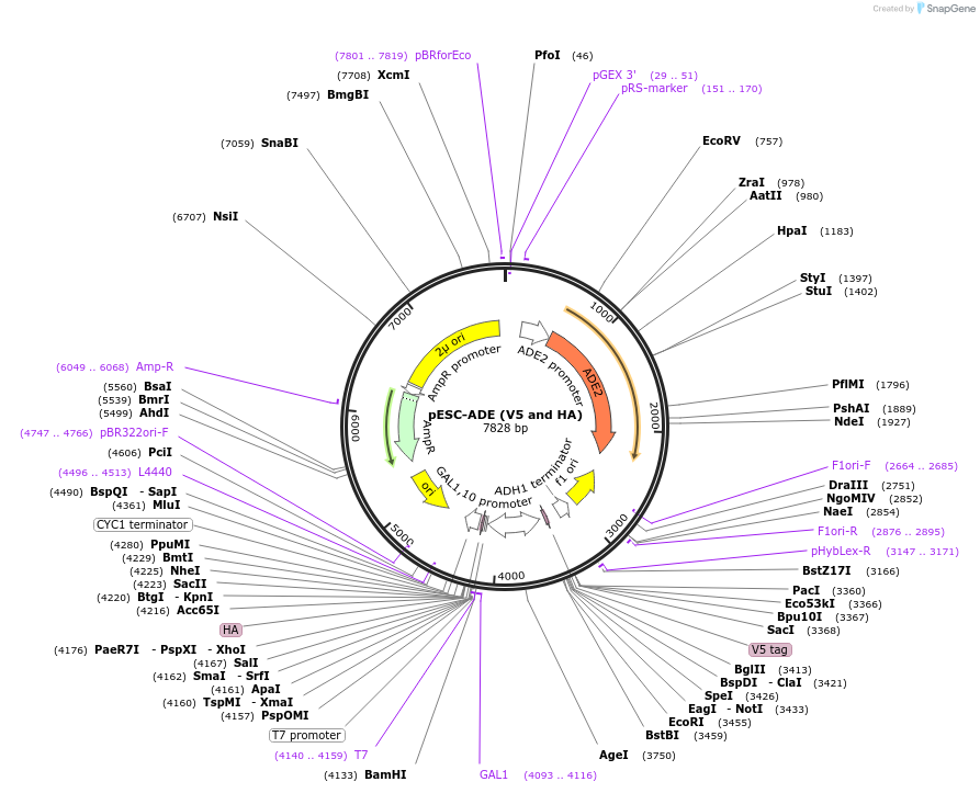 222489-plasmid-map-sequence-id-445558
