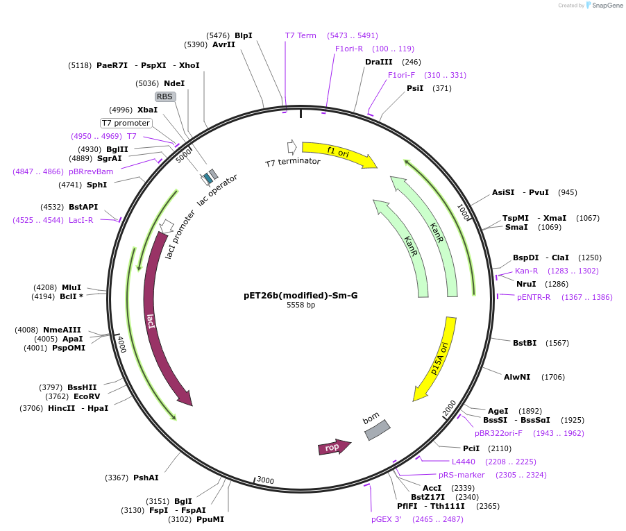 216991-plasmid-map-sequence-id-445575
