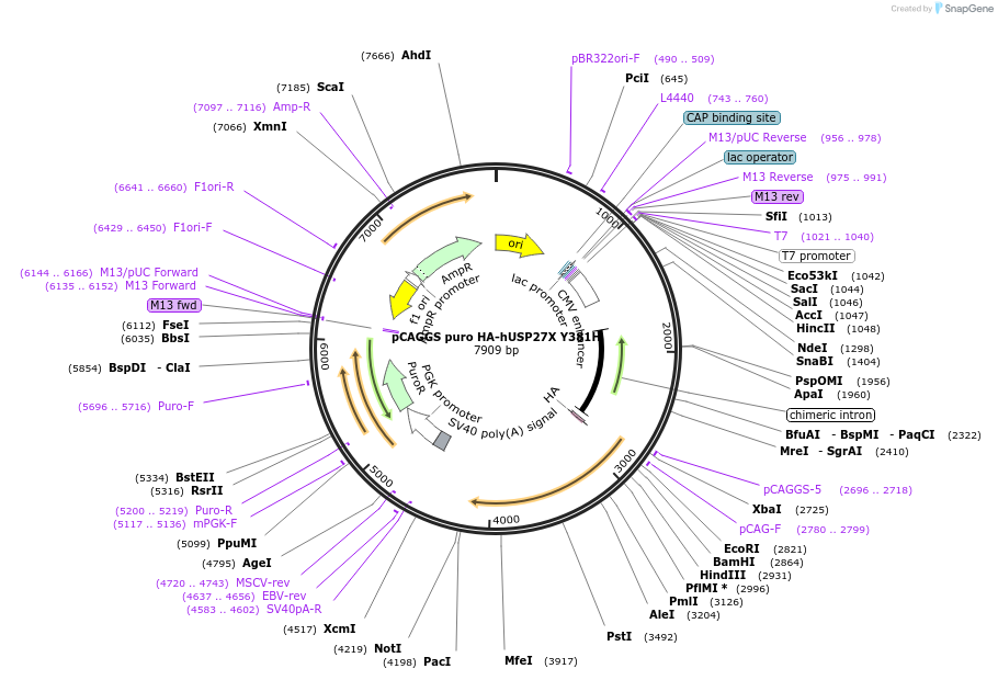 225723-plasmid-map-sequence-id-445600