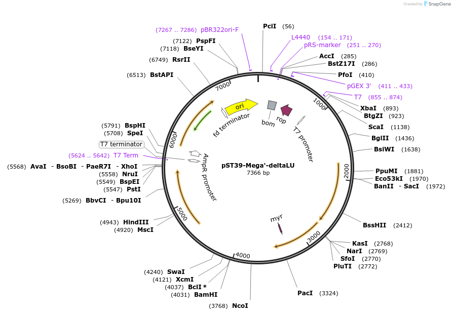 216934-plasmid-map-sequence-id-445605