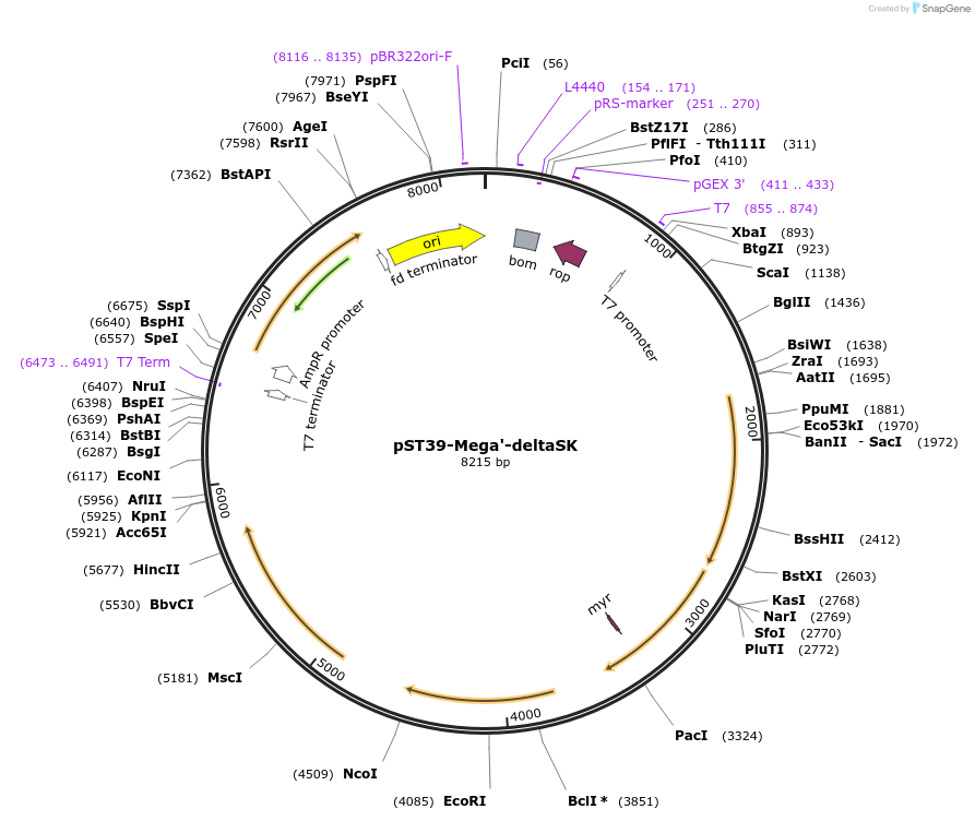 216935-plasmid-map-sequence-id-445606