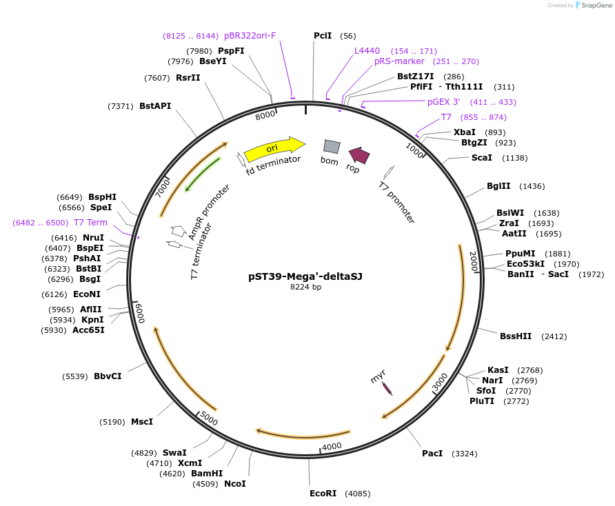 216936-plasmid-map-sequence-id-445607