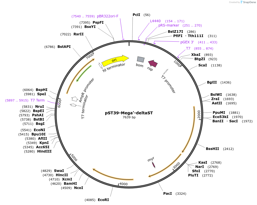 216937-plasmid-map-sequence-id-445608