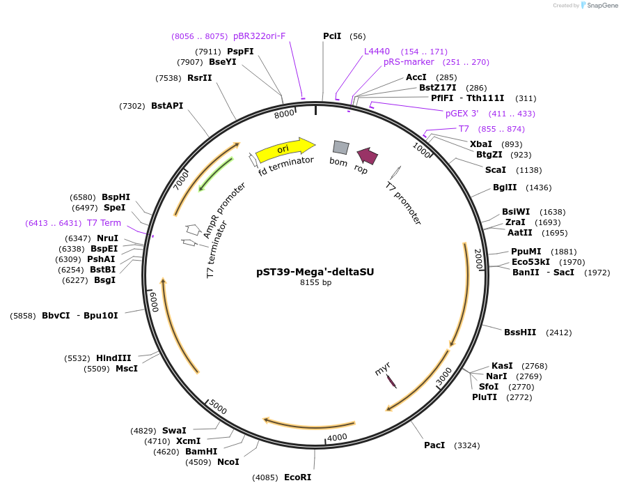 216938-plasmid-map-sequence-id-445610