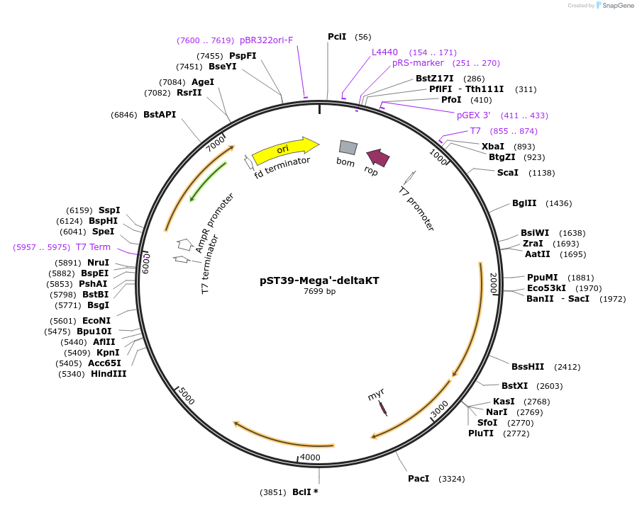 216940-plasmid-map-sequence-id-445613