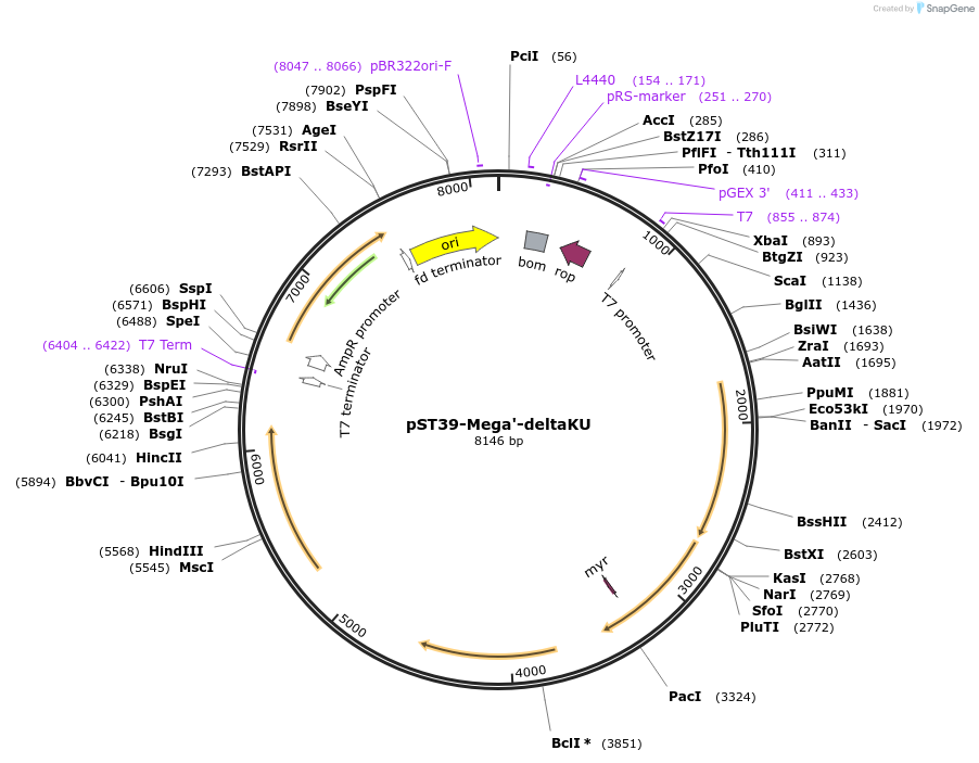 216941-plasmid-map-sequence-id-445616