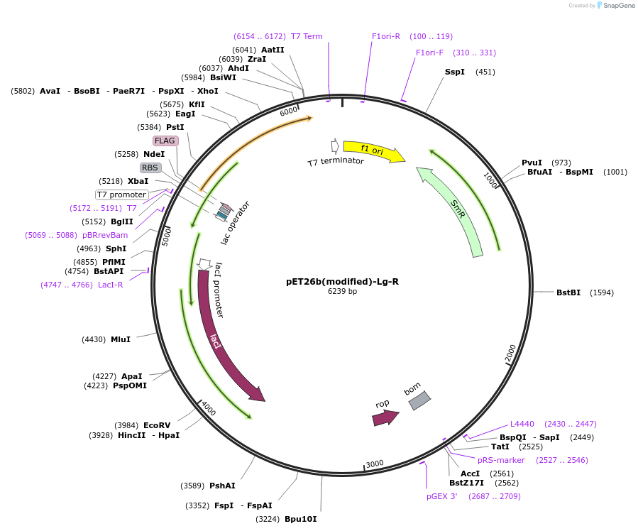 216962-plasmid-map-sequence-id-445618