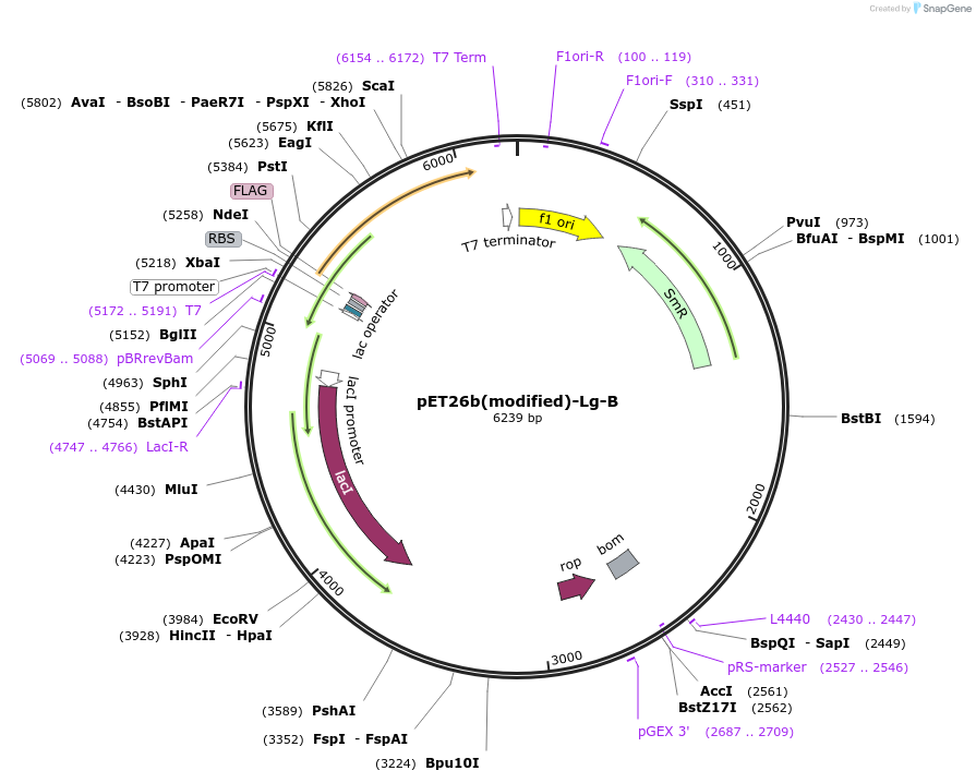 216960-plasmid-map-sequence-id-445620