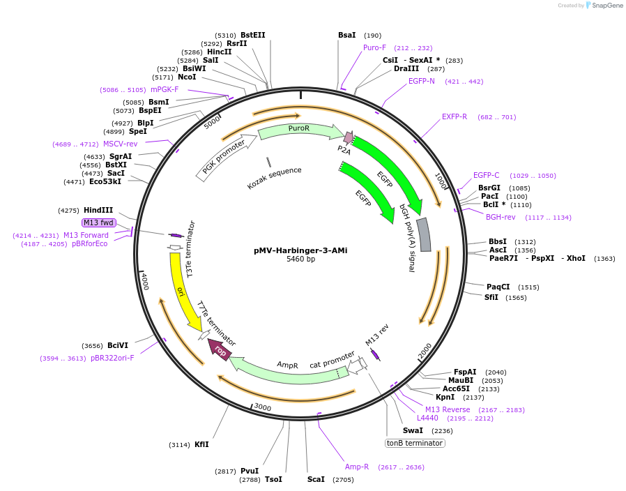 217284-plasmid-map-sequence-id-445629