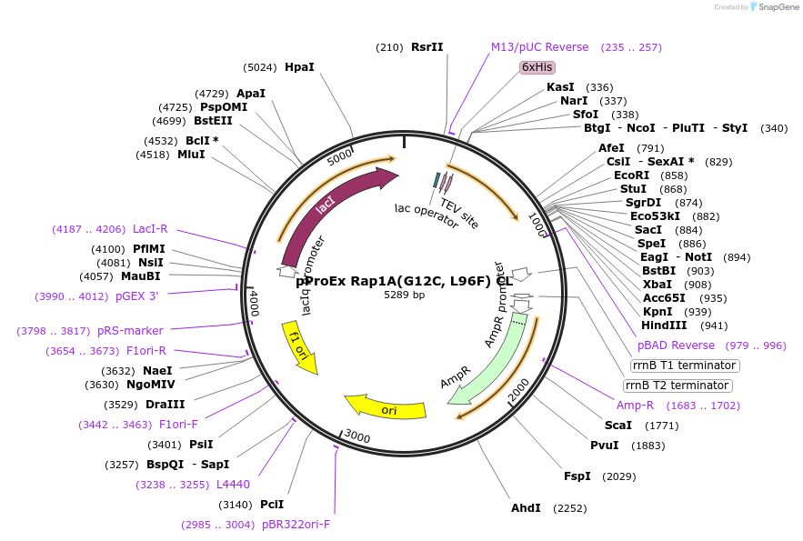 224264-plasmid-map-sequence-id-445630