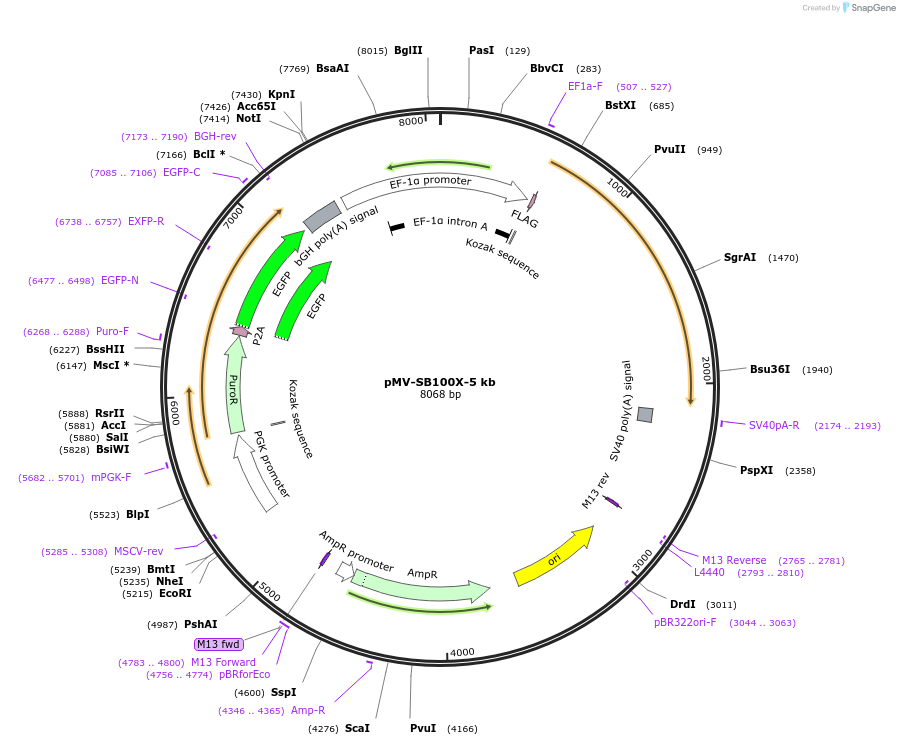 218303-plasmid-map-sequence-id-445643