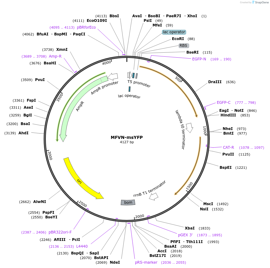 218971-plasmid-map-sequence-id-445646