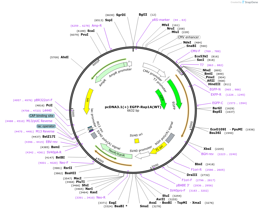 224276-plasmid-map-sequence-id-445648