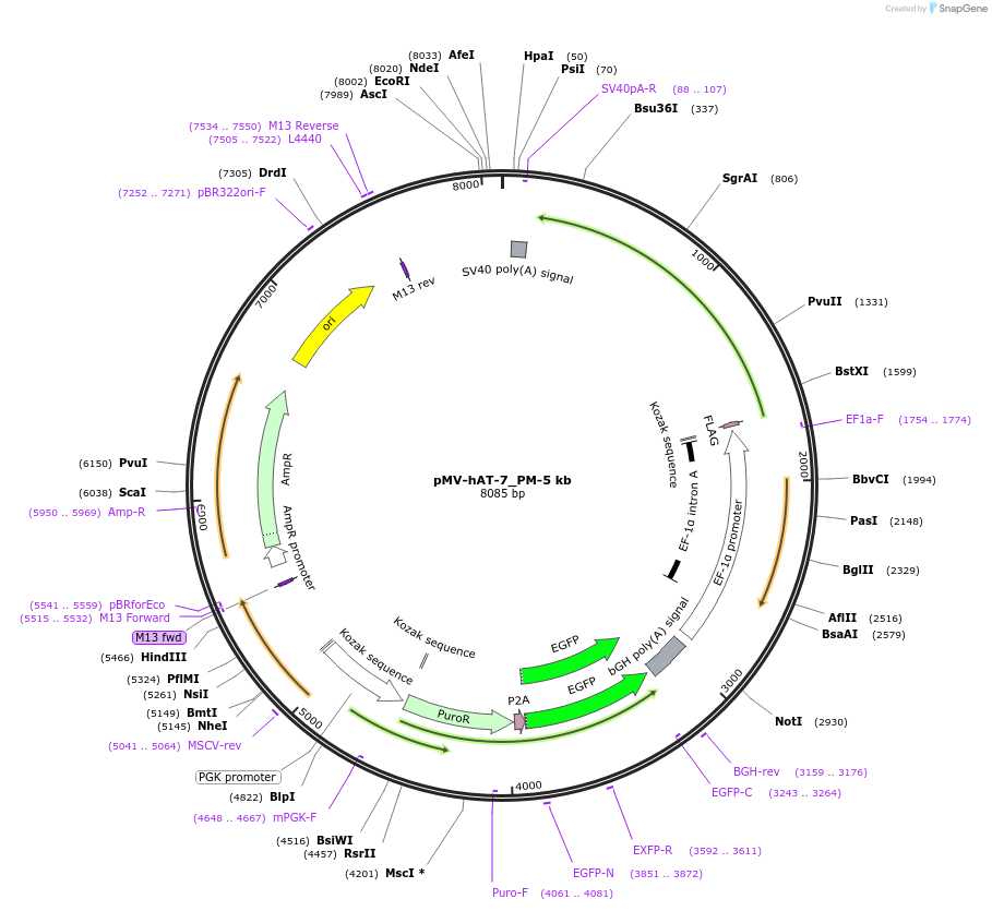 218312-plasmid-map-sequence-id-445649