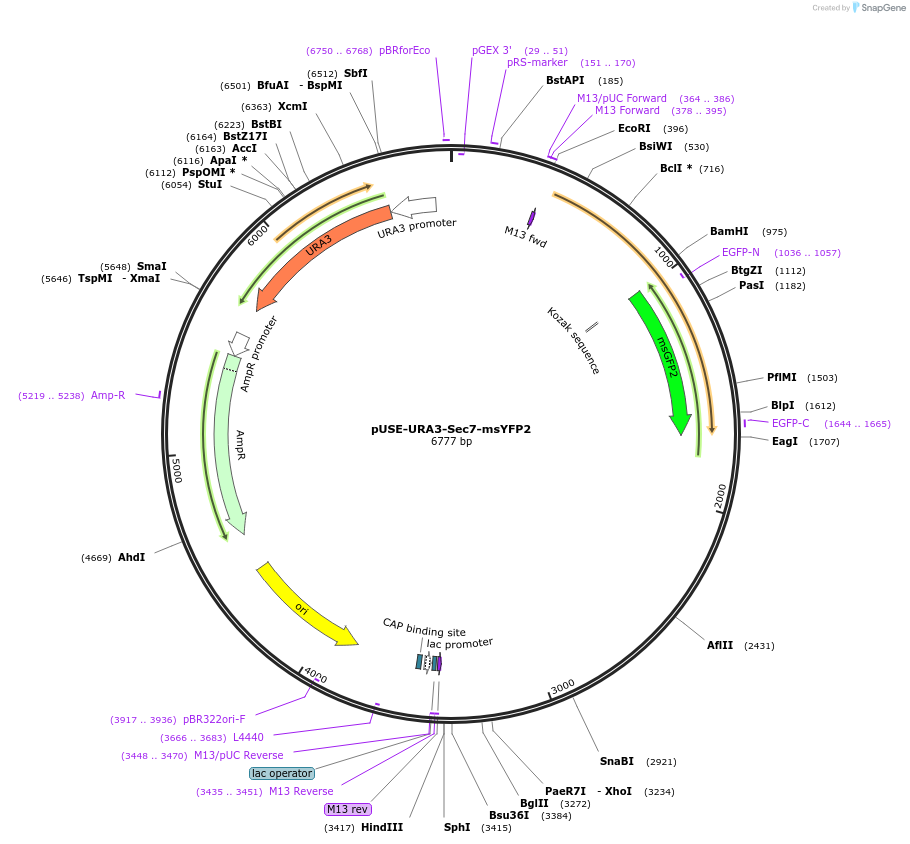 218969-plasmid-map-sequence-id-445656