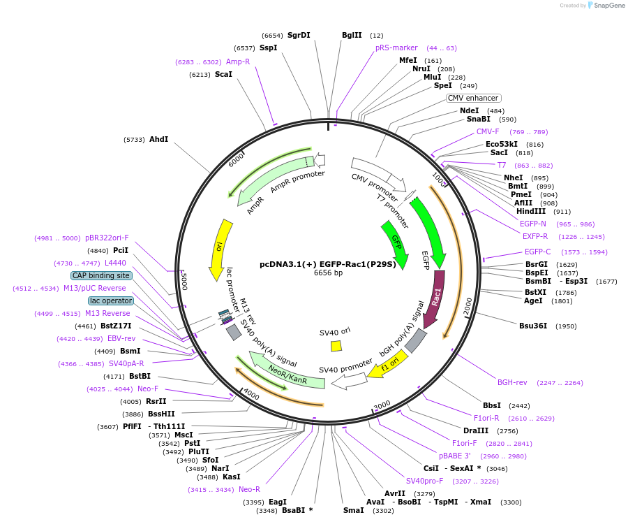224280-plasmid-map-sequence-id-445657