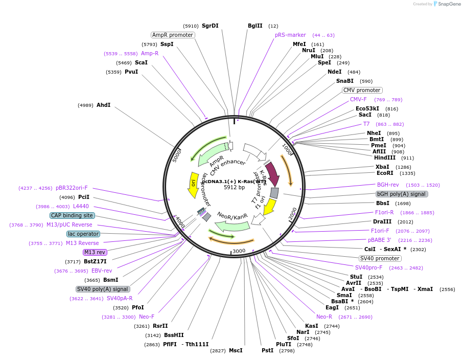 224283-plasmid-map-sequence-id-445660