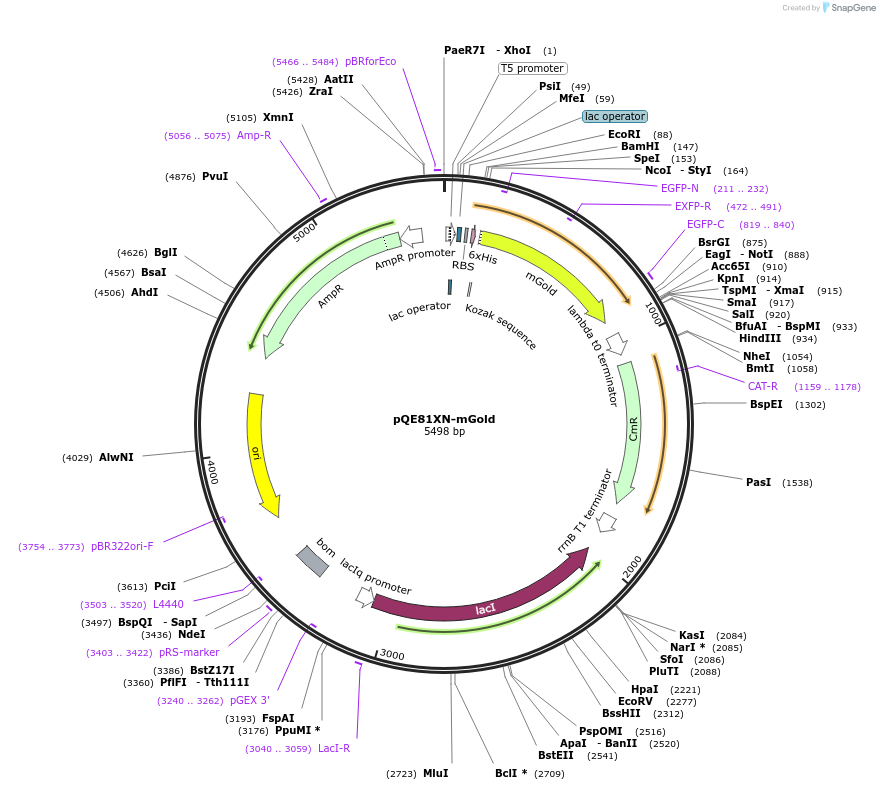 218959-plasmid-map-sequence-id-445675