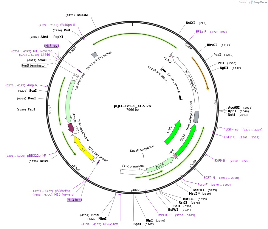 218306-plasmid-map-sequence-id-445699