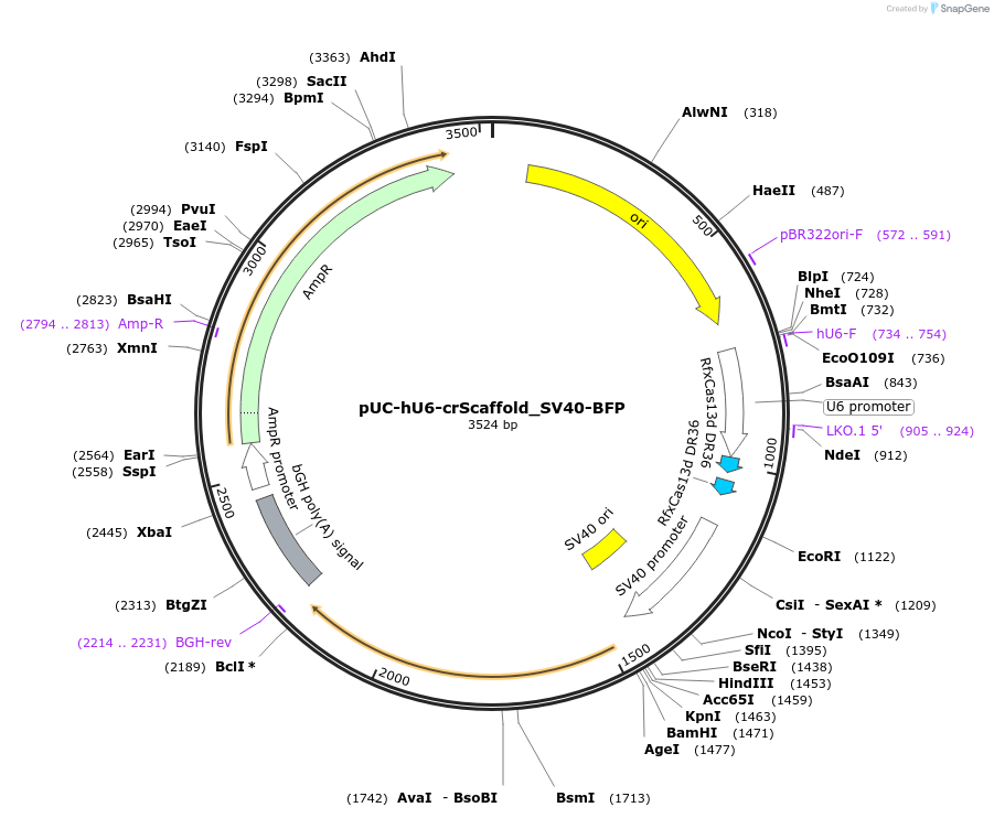 224860-plasmid-map-sequence-id-445706
