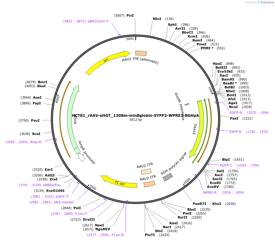 223926-plasmid-map-sequence-id-445729