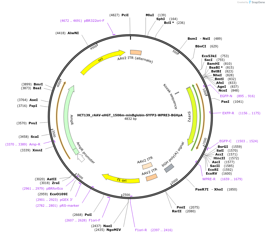 223939-plasmid-map-sequence-id-445731