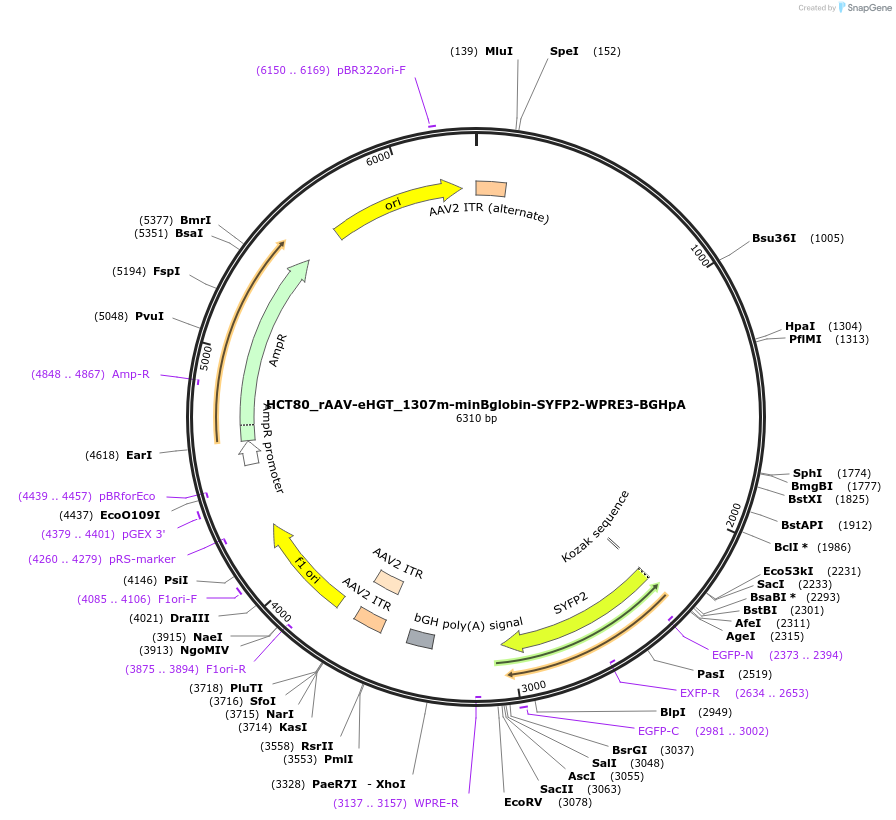 223925-plasmid-map-sequence-id-445736