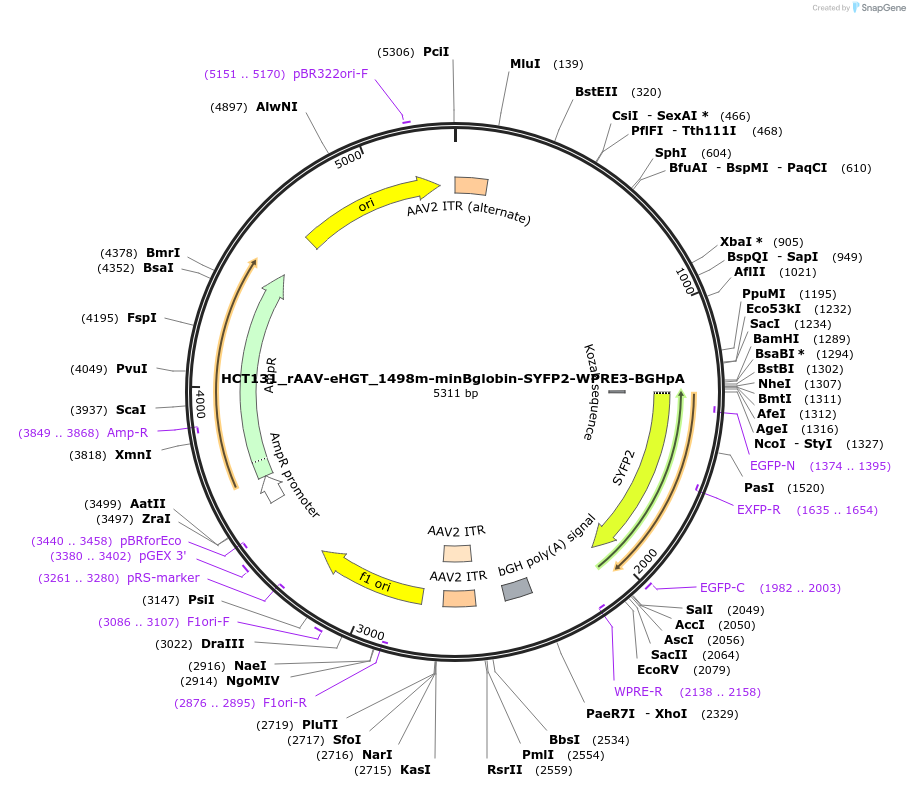 223931-plasmid-map-sequence-id-445738