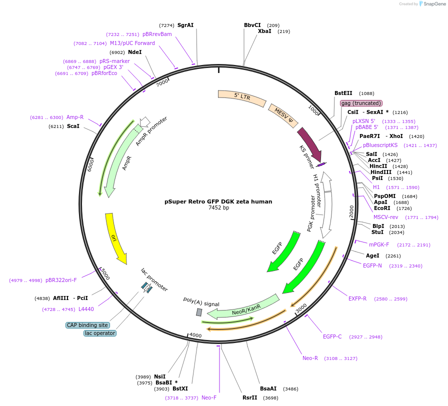 224579-plasmid-map-sequence-id-445744