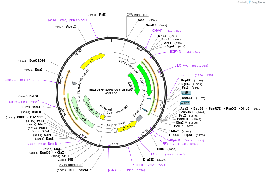 224581-plasmid-map-sequence-id-445754