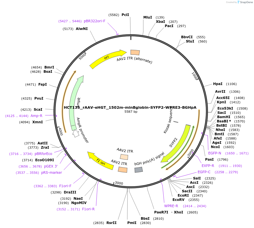 223935-plasmid-map-sequence-id-445759