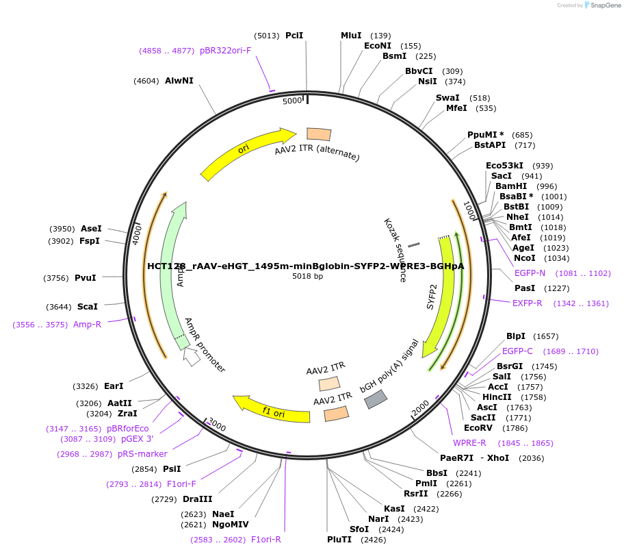 223928-plasmid-map-sequence-id-445760