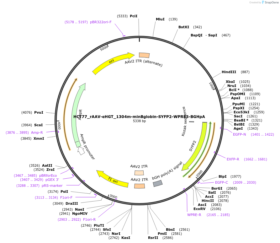 223923-plasmid-map-sequence-id-445761