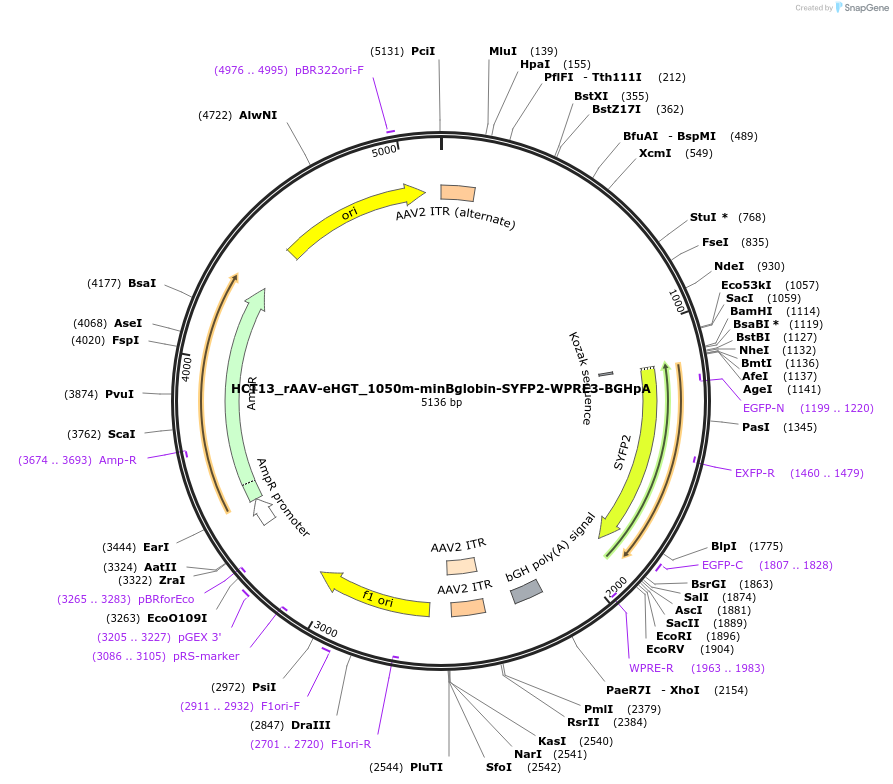 223911-plasmid-map-sequence-id-445762
