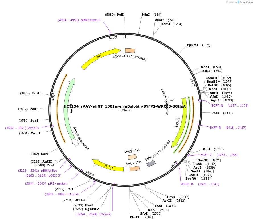 223934-plasmid-map-sequence-id-445763