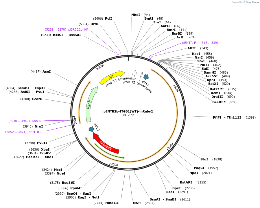 215446-plasmid-map-sequence-id-445867