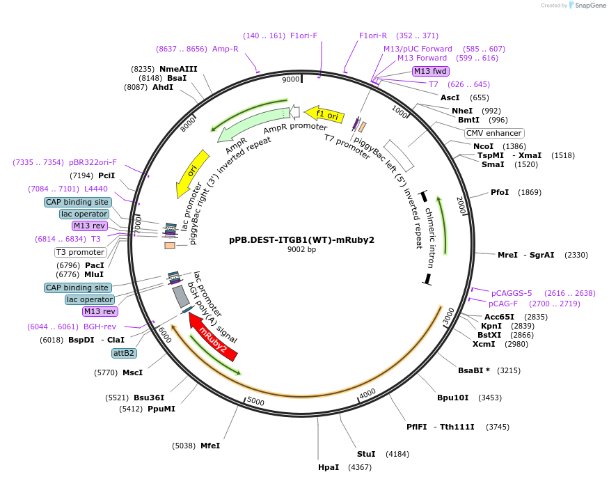 215448-plasmid-map-sequence-id-445869