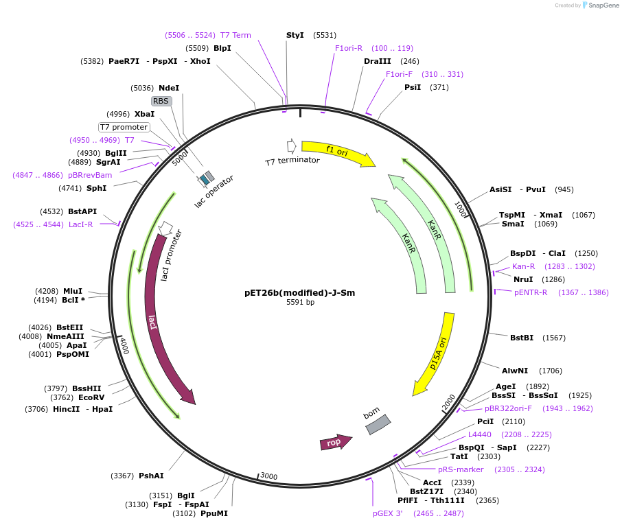 216998-plasmid-map-sequence-id-445870