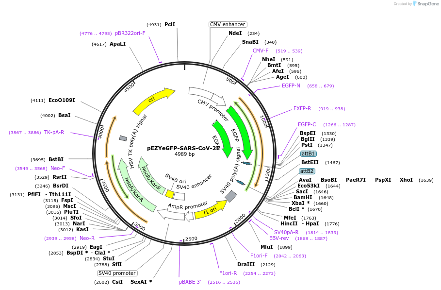 224580-plasmid-map-sequence-id-445872